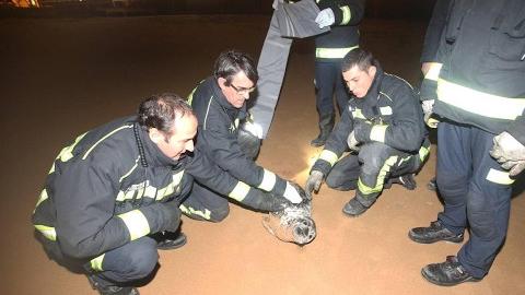 El Diario Montañés | February 1, 2017 | Rescatan a una foca herida en la Segunda playa de El Sardinero en Santander