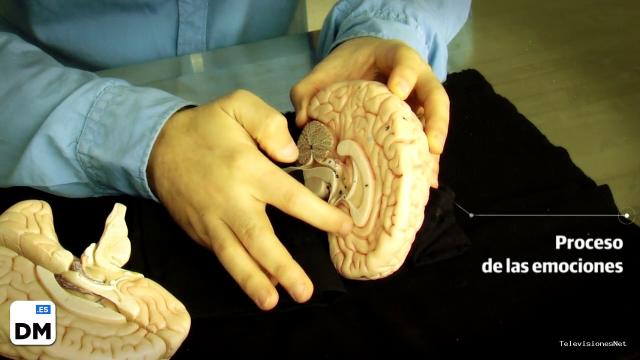 El Diario Montañés | March 15, 2017 | Un mapa del cerebro para entender al ser humano