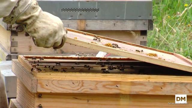 El Diario Montañés | July 12, 2017 | Apicultores cántabros denuncian fumigaciones nocivas para las abejas en Cantabria