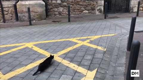 El Diario Montañés | August 2, 2017 | Así caza un gato a una paloma en Cabezón de la Sal
