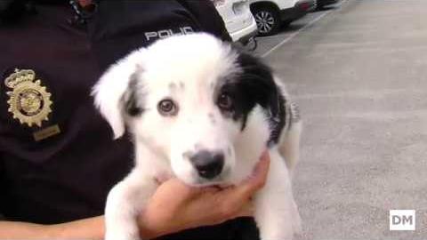El Diario Montañés | October 16, 2017 | Así es la Unidad Canina de la Policía Nacional en Cantabria