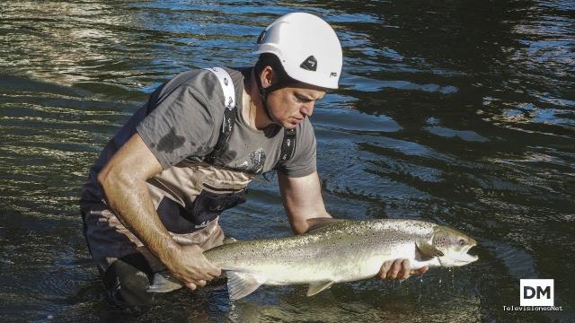 El Diario Montañés | November 27, 2017 | El salmón remonta un año más los ríos de Cantabria