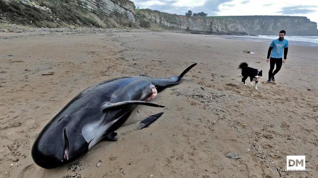 El Diario Montañés | January 24, 2018 | Aparece el cuerpo de un calderón en la playa de Langre