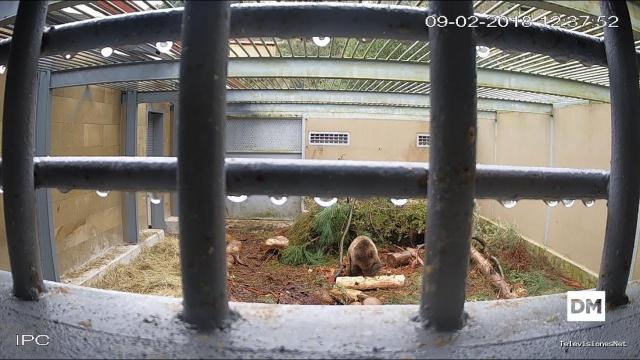 El Diario Montañés | March 14, 2018 | Los cuidados de Beato, el oso herido de Liébana