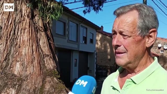 El Diario Montañés | September 29, 2026 | El eucaliptón más grande de Cantabria está a falta de «una cura urgente» en Viérnoles